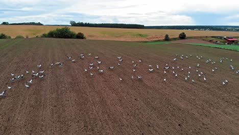 Large-group-of-common-cranes-starting,-taking-off-from-rural-field-for-migration-flight