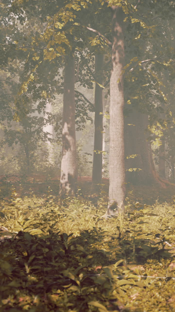 안개 숲의 장면