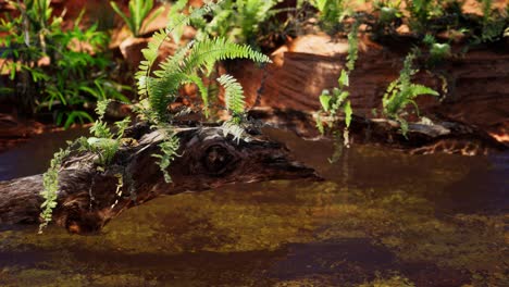 tropical golden pond with rocks and green plants