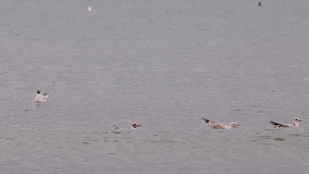 Seagulls float and interact on a calm, overcast beach shoreline with gentle camera panning