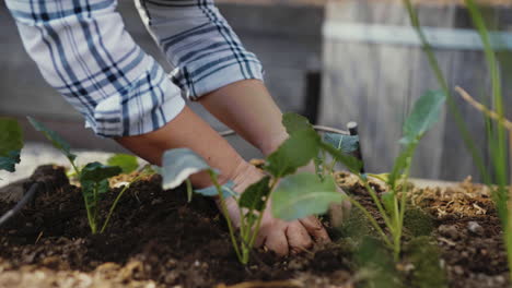 planting cabbage seedlings in a raised garden bed