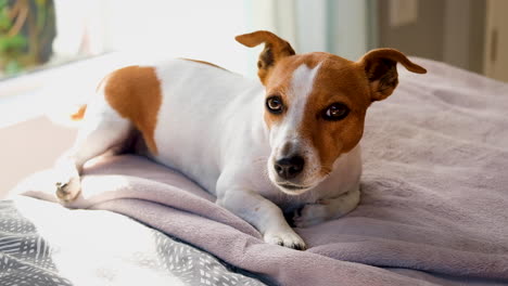 handsome jack russell terrier puppy lies on bed's edge wagging its tail