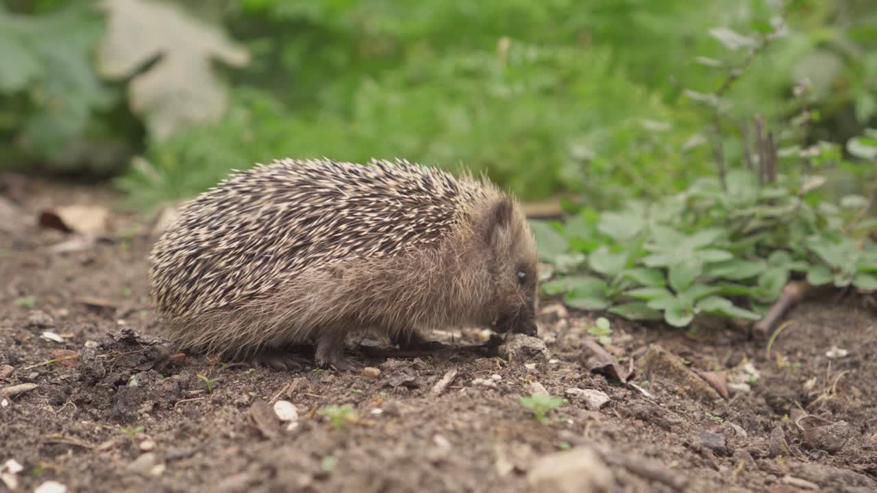 pequeño erizo europeo forrajeando en el suelo en el jardín