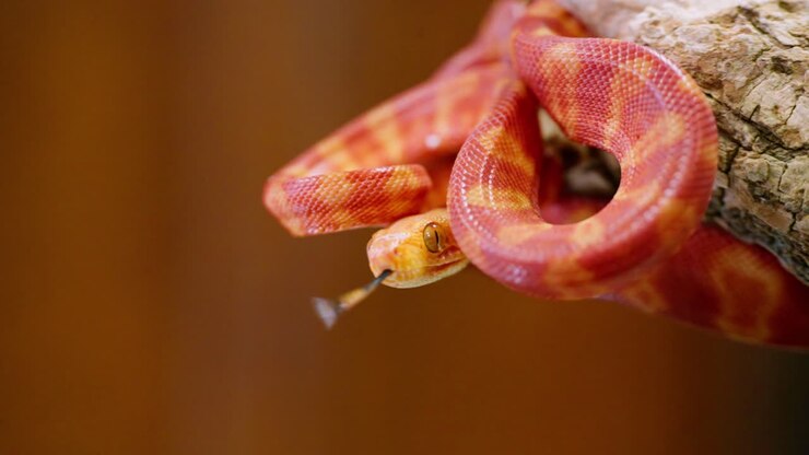Slithering red and orange snake coiling slowly on a branch, captured in a close-up shot