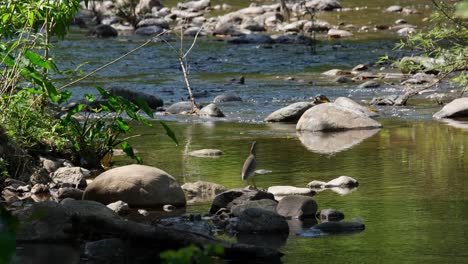 Visto-Bajo-La-Sombra-Del-Bosque-Mirando-Hacia-El-Agua-En-Busca-De-Alguna-Comida-Potencial,-Estanque-Chino-Heron-Ardeola-Bacchus,-Tailandia