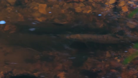 desove de salmón en ríos letones poco profundos