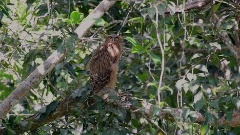 The-Buffy-Fish-Owl-is-a-big-owl-and-yet-the-smallest-among-the-four-Fish-Owls