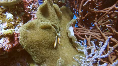 white and orange clown fish family, skunk anemone fish, in their anemone home