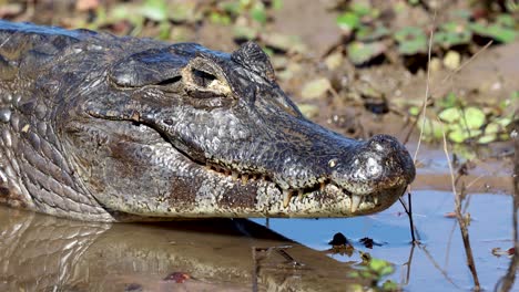 alligator. crocodile, alligator. wetlands, pantanal mato grosso, brazil