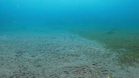 Sand-lance-being-shy-and-hiding-in-the-sand