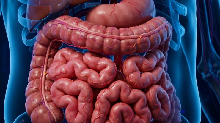 Medical animation showing small intestine in a translucent blue human body, slowly rotating with glowing vascular detail