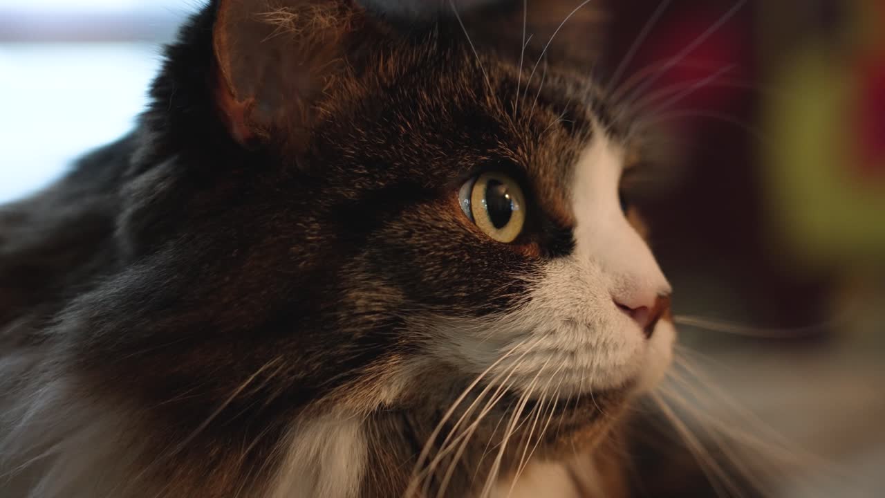 main coon esque cat en primer plano estresado en la distancia