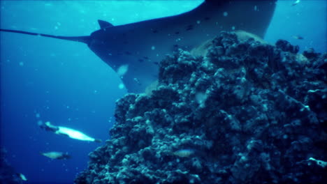 la manta raya se alimenta por encima de un arrecife de coral en las aguas azules de komodo