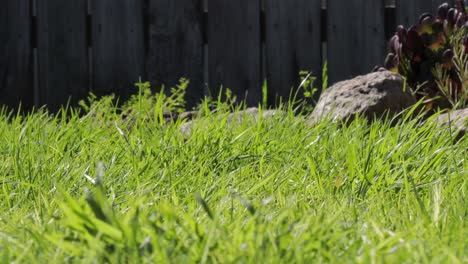 Grass-Blades-Moving-in-Strong-Wind