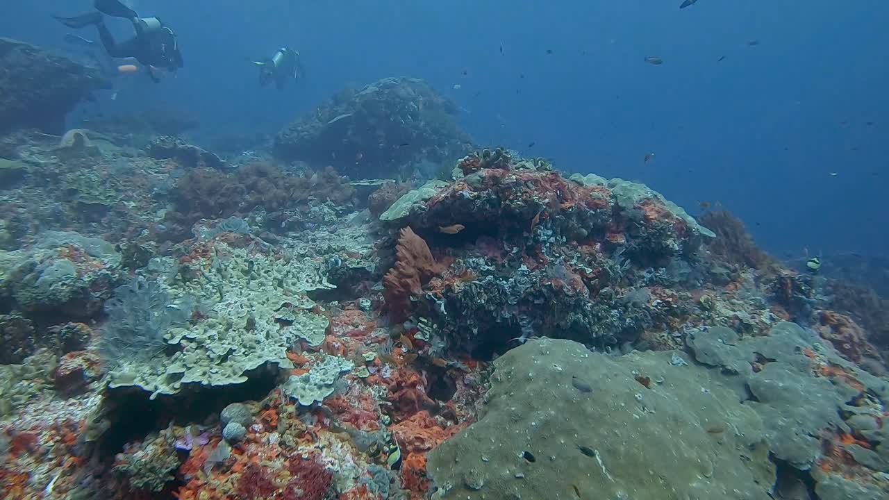 scuba diver swimming over a hard coral reef with abundance of reef fish