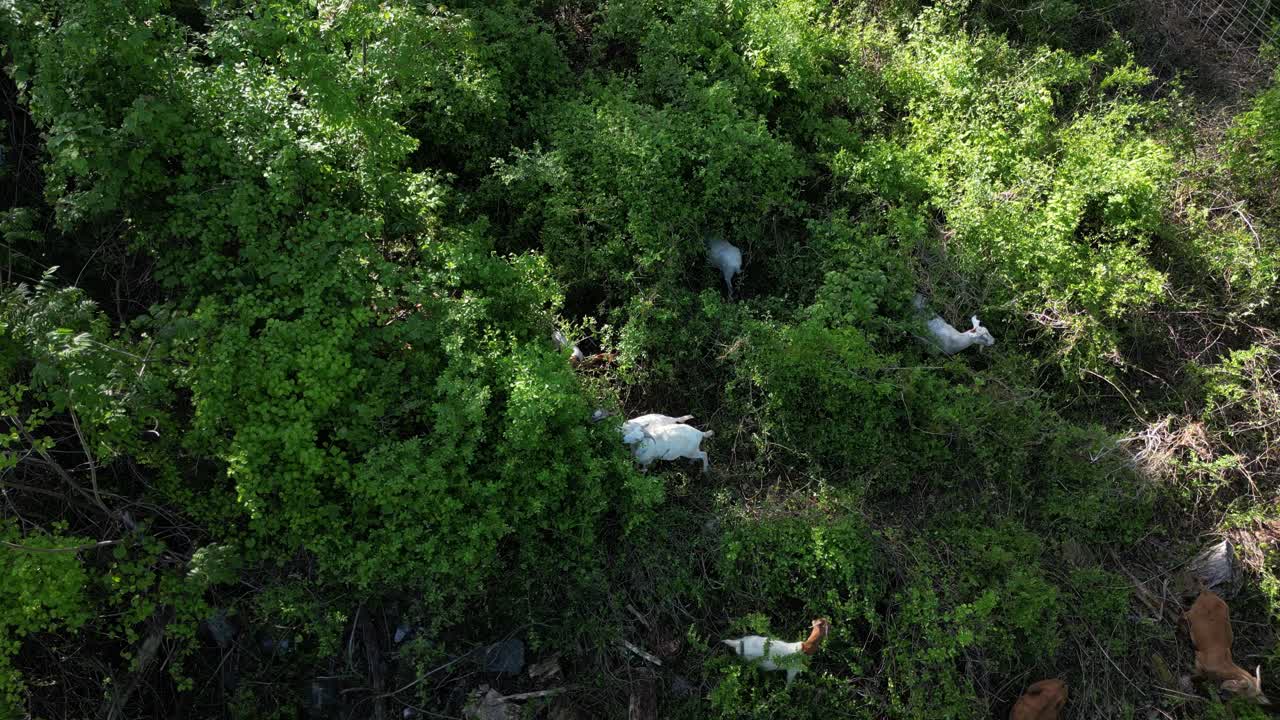 Goats Grazing And Lush Vegetation In The Forest - Aerial Top Down