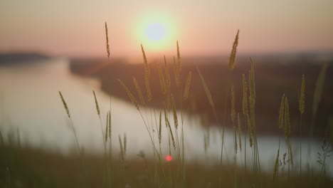 a tranquil scene of tall grasses swaying gently beside a lake during sunset, with the warm golden light reflecting off the water and casting a peaceful ambiance over the landscape