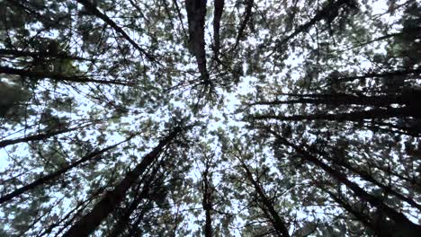 circling shot of treetops in forest. upward view