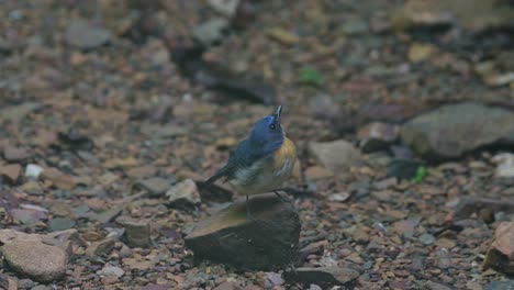 Der-Indochinesische-Blauschnäpper-Cyornis-Sumatrensis,-Thailand,-Sitzt-Auf-Einem-Nach-Rechts-Gerichteten-Felsen-Und-Zwitschert-Im-Nebligen-Waldboden