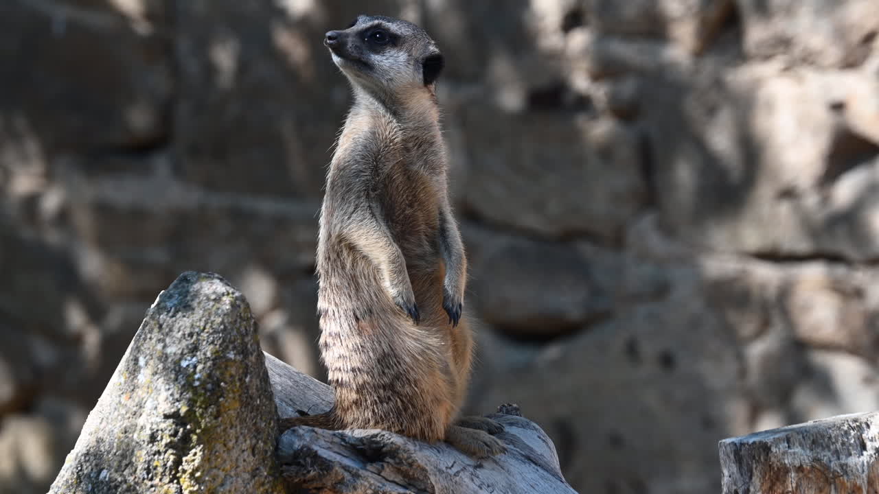 een stokstaartje staat op een rots in een omheining en kijkt rond, franse dierentuin