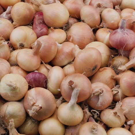 cebollas recién cosechadas secadas al sol