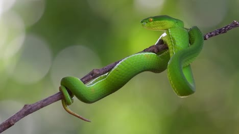de repente mueve su cabeza hacia adelante y luego rápidamente mostró su lengua, la víbora de labios blancos trimeresurus albolabris, tailandia