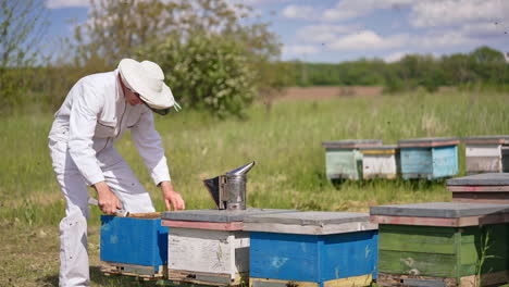 apiculturist using metal tool for easier extraction of frame out of hive. man pulls the honeycombs covered with bee swarm. insects flying around beekeeper.