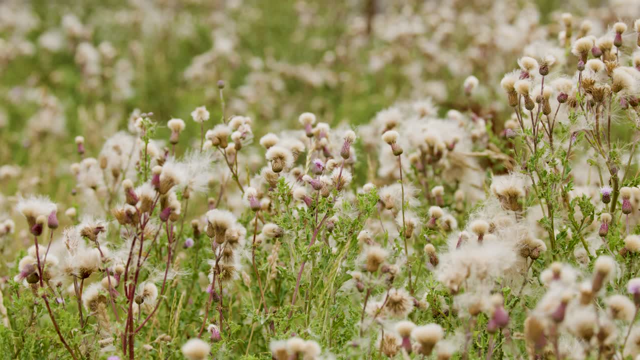 A field of thistle wildflowers sways softly in the wind under natural daylight, with seeds and fluffy heads moving gently in a wide shot