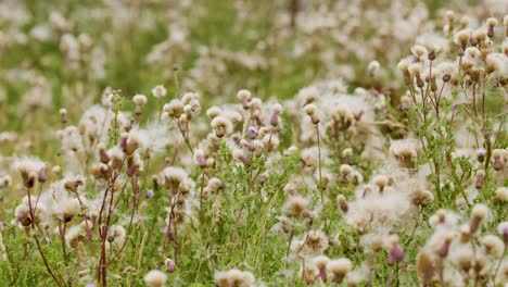 a field of thistle wildflowers sways softly in the wind under natural daylight, with seeds and fluffy heads moving gently in a wide shot