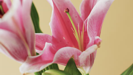 Vídeo-De-Flores-Y-Hojas-De-Lirio-Rosa-Con-Espacio-Para-Copiar-Sobre-Fondo-Amarillo