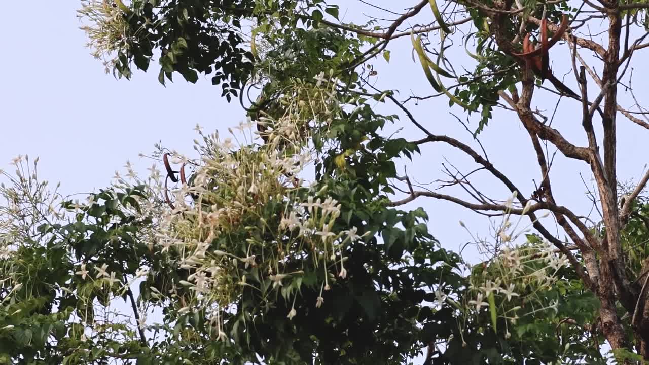 Close-up of white flowers blooming on a tree with green leaves and branches against a clear sky.