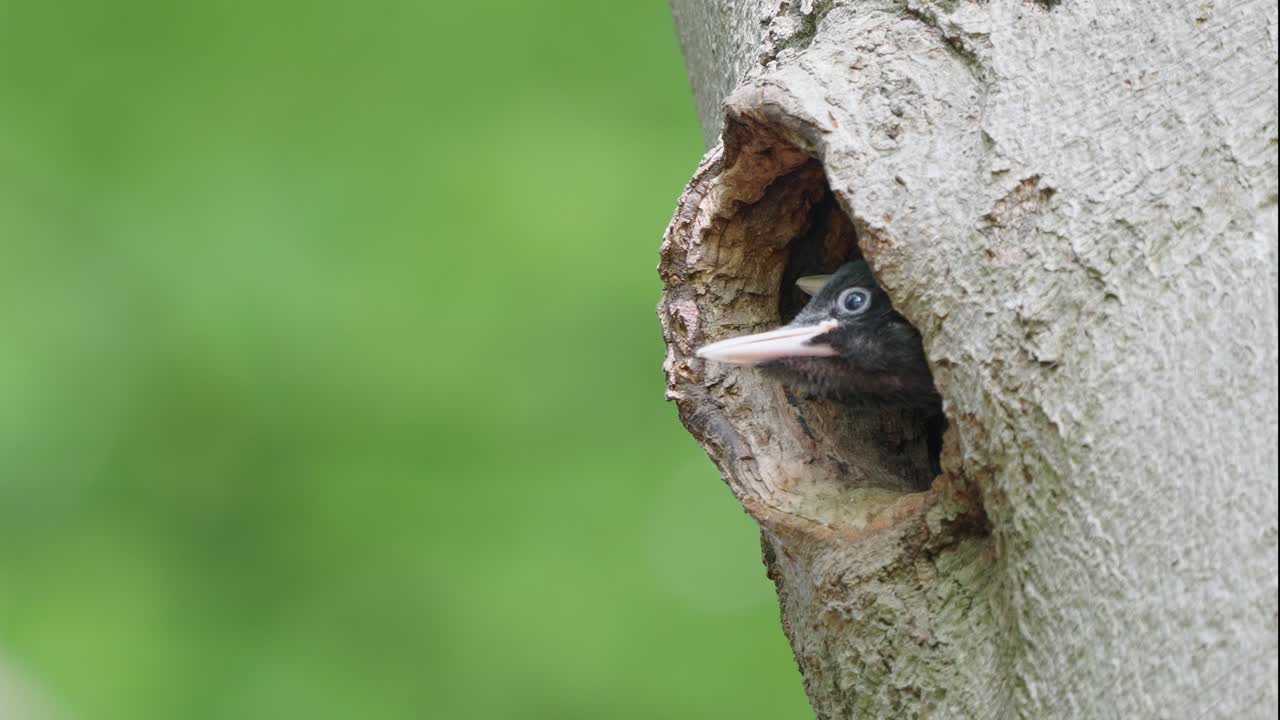 pájaros carpinteros bebés asomándose por el agujero en el árbol