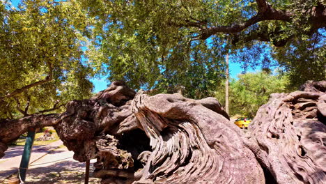 Massive-And-Very-Old-Olive-Tree-During-Sunny-Day-In-Athens,-Greece