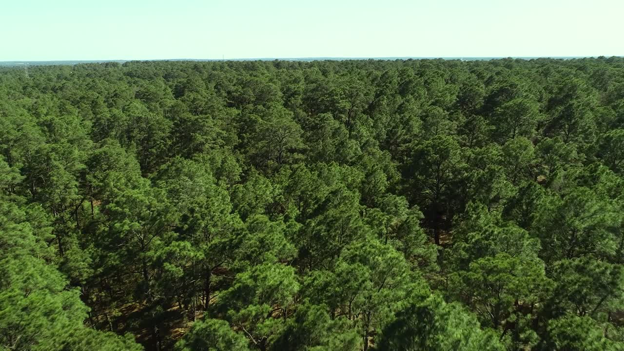 imágenes aéreas de drones de pinos