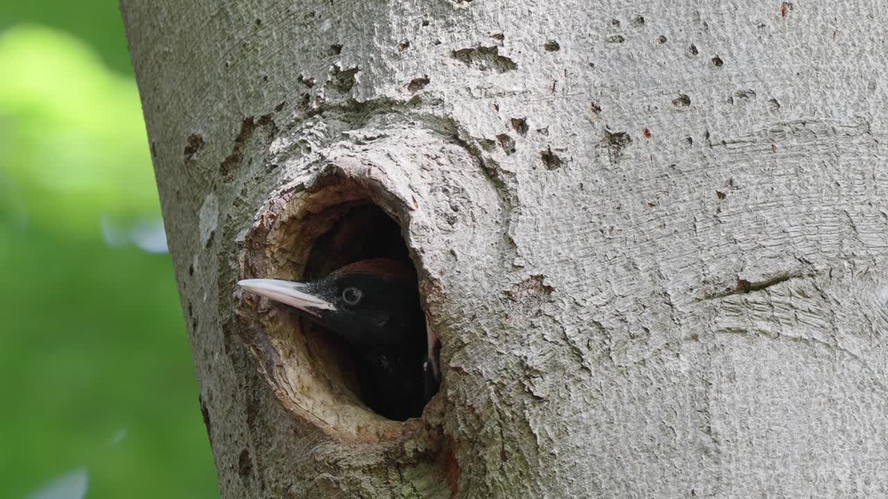 pájaro carpintero bebé asomándose por el agujero en el árbol