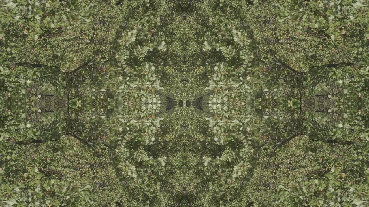 Greenery Kaleidoscope using forest imagery from Wissahickon Creek, Philadelphia, #1