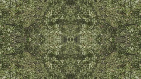 greenery kaleidoscope using forest imagery from wissahickon creek, philadelphia, #1