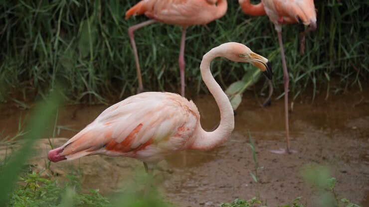 Pink Flamingos in a Wetland