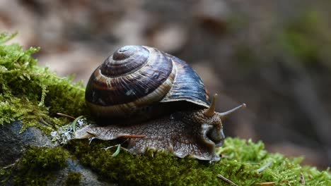 Helix-Lucorum-schnecke,-Die-Kopf-Und-Augen-Langsam-Auf-Grünem-Moos-Bewegt