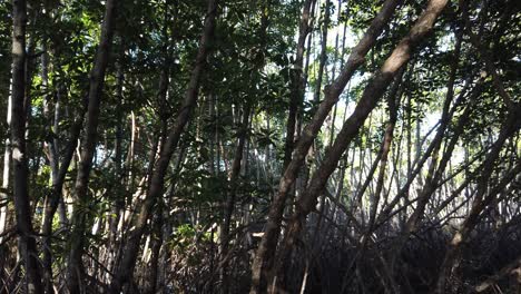 Panorámica-Cinematográfica-Dentro-De-Un-Bosque-De-Manglares-De-Sumideros-De-Carbono,-Humedales-Bajos-En-Oxígeno,-árboles-Y-Reflejo-De-La-Luz-Del-Sol,-Ecosistema-Costero-Tropical,-Bali-Indonesia