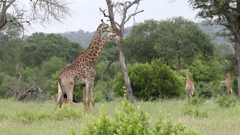 grupo de jirafas pastando en los pastizales en la reserva de caza privada sabi sands, sudáfrica