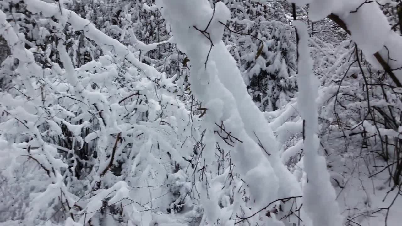 bosque helado con montones de nieve en el suelo y ramas