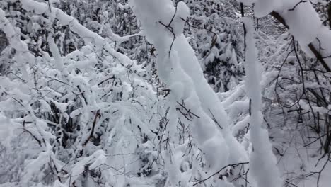 frozen forest with piles of snow on the ground and branches