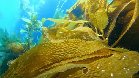 un enorme y enigmático bosque de algas marinas protege la diversidad de criaturas marinas