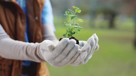 person holding a green plant