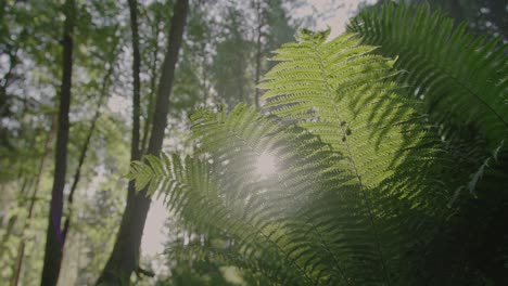 bosque verde: el sol parpadeando a través de ramas de helecho verdes vibrantes en un plano suave de ángulo bajo en cámara lenta