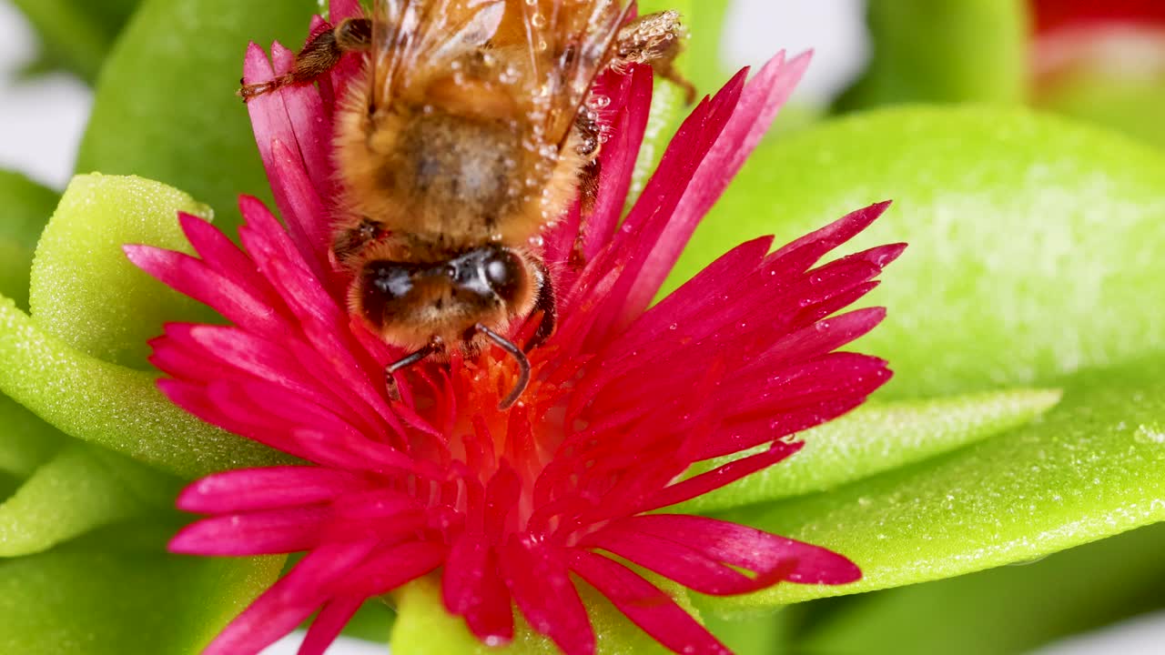 A honeybee collects nectar from a vivid pink flower, surrounded by lush green leaves, in a brightly lit setting