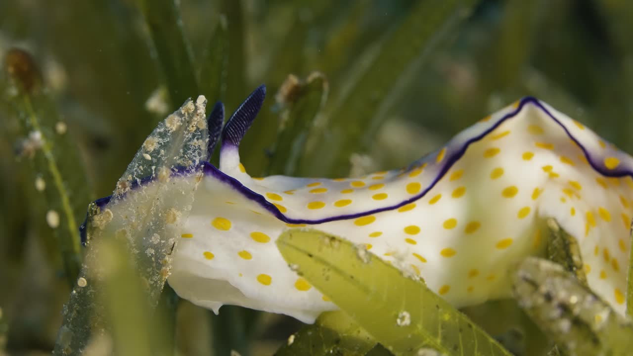 Hypselodoris pulchella, Nudibranch. Red sea.