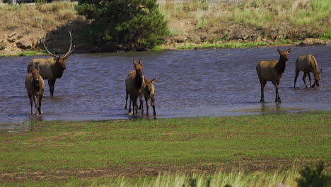 elk with babies walking out of mountain water slow motion 30fps