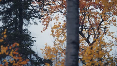 un primer plano de las coloridas hojas de otoño del abedul y el pino verde oscuro